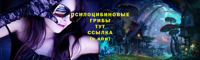 Галлюциногенные грибы Psilocybe  Новохопёрск 